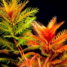 Stems mermaid weed for sale  Stockton