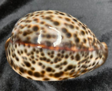 Cypraea tigris 85.4mm for sale  Charlottesville