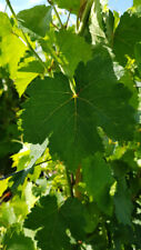 Vitis vinifera chasselas d'occasion  Mont-près-Chambord
