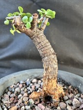 elephant bush for sale elephant bush for sale Compton
