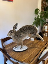 Taxidermy hare jumping for sale Taxidermy hare jumping for sale  SOUTHAMPTON