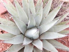 Century plant agave for sale  Miami