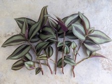 Cuttings tradescantia zebrina for sale  Jacksonville