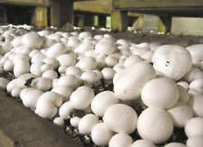 Mycélium champignons paris d'occasion  Clermont-Ferrand-