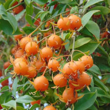 Hybrid lemon vine for sale  Shipping to United Kingdom