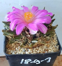 Ariocarpus bravoanus hybride gebraucht kaufen Ariocarpus bravoanus hybride gebraucht kaufen  Alzenau