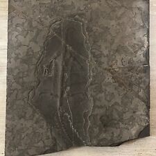 Keichousaurus fossil rare for sale  Logan