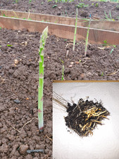 Asparagus plants root for sale  NOTTINGHAM