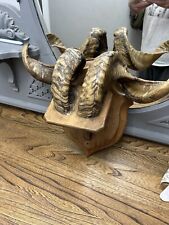 Vintage rams horns for sale  KETTERING