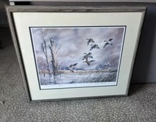 Pintail marsh alice for sale  Webster