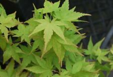 Japanese maple winter for sale  USA