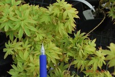 Japanese maple matthew for sale  USA