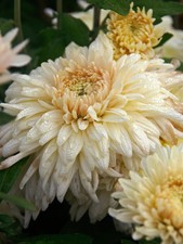 Chrysanthemum french vanilla for sale  Elberton