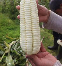 Peruvian mammoth mote for sale  Melbourne