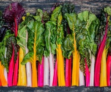 Rainbow swiss chard for sale  Minneapolis
