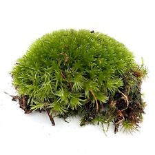 Live cushion moss for sale  LEIGH