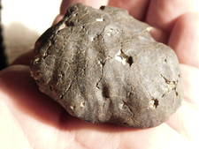 New fall stony for sale  Salt Lake City