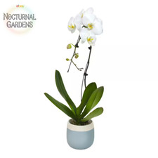 Premium large white for sale  Denver