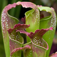 Sarracenia smoorii 30cm for sale  UK