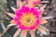 Echinopsis lobivia 104 d'occasion  France