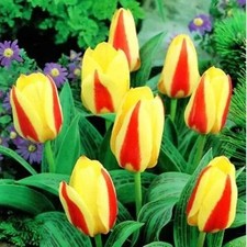 Dwarf tulips chopin for sale  PRESTON