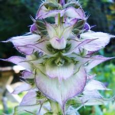 Clary sage bluish for sale  Sevierville