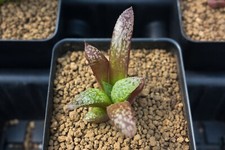 Succulent haworthia comptonian for sale  Albrightsville