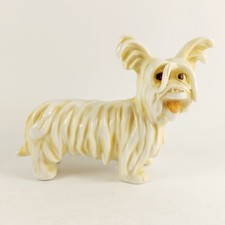 Skye silky papillion for sale  NORWICH