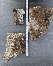 Birkenrinde baumrinde frühlin gebraucht kaufen  Dietersburg