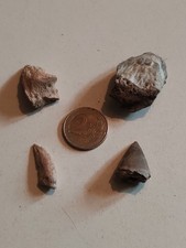 Dent griffe dinosaure d'occasion  Soyaux