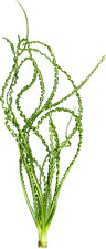 Crinum calamistratum wasserpfl gebraucht kaufen  Nettetal