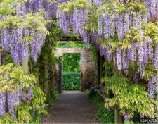 Wisteria sinensis chinese for sale  PORT TALBOT