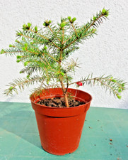 Weihnachtsbaum tanne fichte gebraucht kaufen  Lübben-Umland I