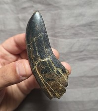Rare huge daspletosaurus for sale  Staten Island