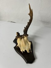 Rehbock gehörn rehgeweih gebraucht kaufen  Wedemark