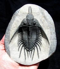 trilobite fossil for sale trilobite fossil for sale Lancaster