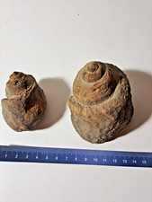 Coppia conchiglie fossili usato  Torino
