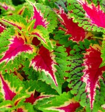 Coleus wizard rose for sale  SALE