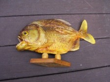 piranha fish for sale piranha fish for sale Medford