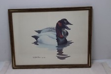 Canvasback duck print for sale  Scales Mound