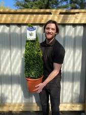 Buxus topiary plant for sale  LEICESTER