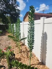 5x Pereskiopsis GIANT. Cortes de 5 pol. Cresce 15 '+ e mais grosso que a lata de refrigerante. ENORME comprar usado  Enviando para Brazil