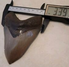 Megalodon shark tooth for sale  SAFFRON WALDEN