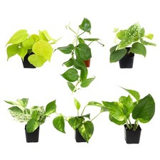 Plentiful pothos philodendron for sale  Laurel