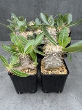 Pachypodium eburneum densiflor gebraucht kaufen  Düsseldorf
