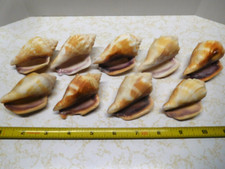 9 conchas marinhas vintage de lavanda no lábio das conchas de combate da Flórida comprar usado  Enviando para Brazil