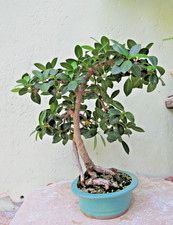 Ficus microcarpa green for sale  Miami