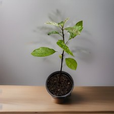 Avocado tree live for sale  El Monte
