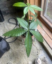Pachira aquatica money for sale  New Preston Marble Dale
