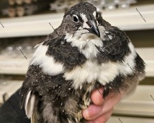 Quail black white for sale  UK